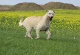 IRISH WOLFHOUND 008